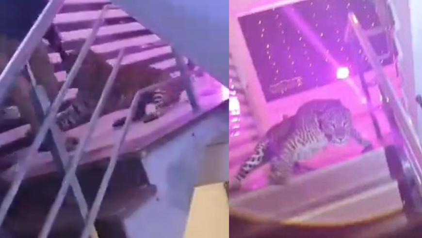 为无量仙翁配音大爷到片场才知配反派,澳门必中三肖三码是什么动物,典故解疑_增强版V8.54